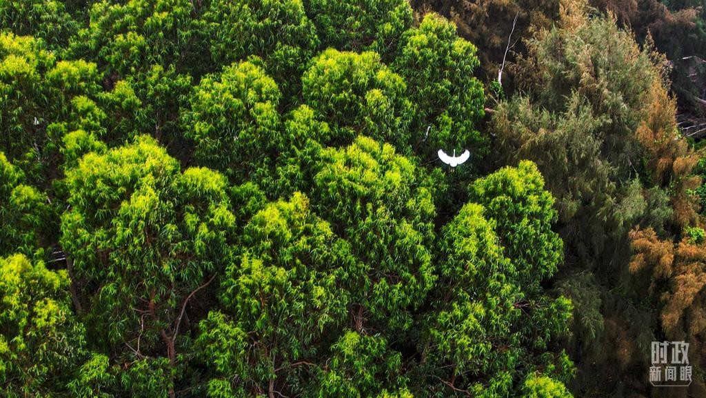 时政新闻眼丨习近平赴湛江考察，承载哪些战略考量？ NKE41bskETtyE7bFjpg