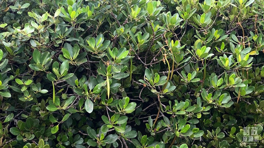 时政新闻眼丨习近平赴湛江考察，承载哪些战略考量？ q8GgcG38pg33l3e3jpg