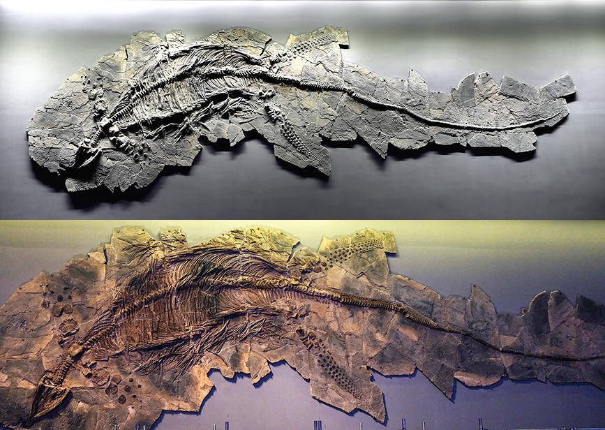 “唤醒”鱼龙 国家海洋博物馆首次公开修复化石全过程 Udn4Y2Z2yyKXd9XKjpg