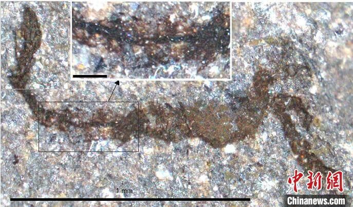 中外合作研究发现：4.62亿年前威尔士化石保存多种海洋生物 jtRMuEtQmR1uzUZ1jpg