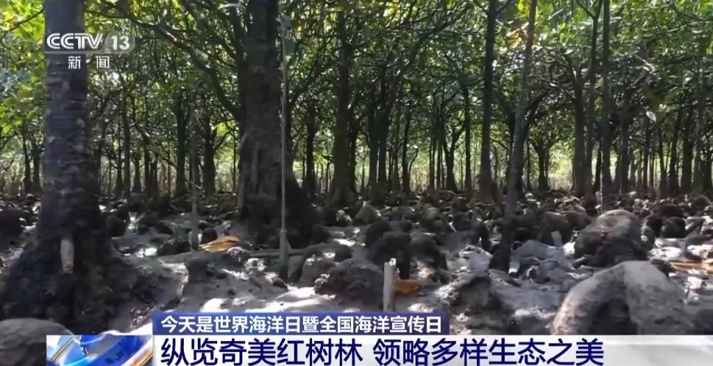 红树林让滩涂美了，村民富了 XIBv51f4T2Km8Yo2jpg