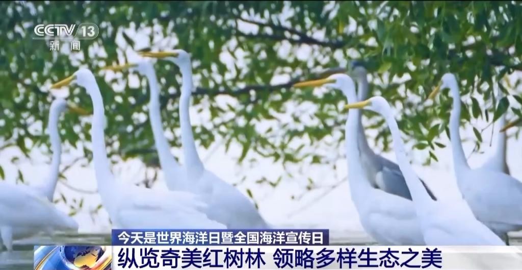 红树林让滩涂美了，村民富了 ixl6Qzp88k9cv242jpg