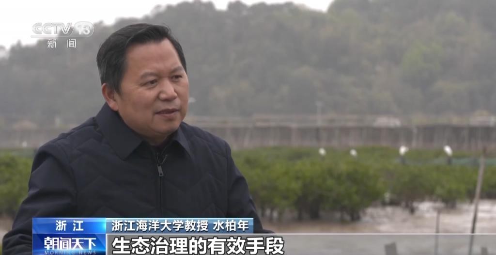 红树林让滩涂美了，村民富了 cuoU3u5EK3O5j3lejpg