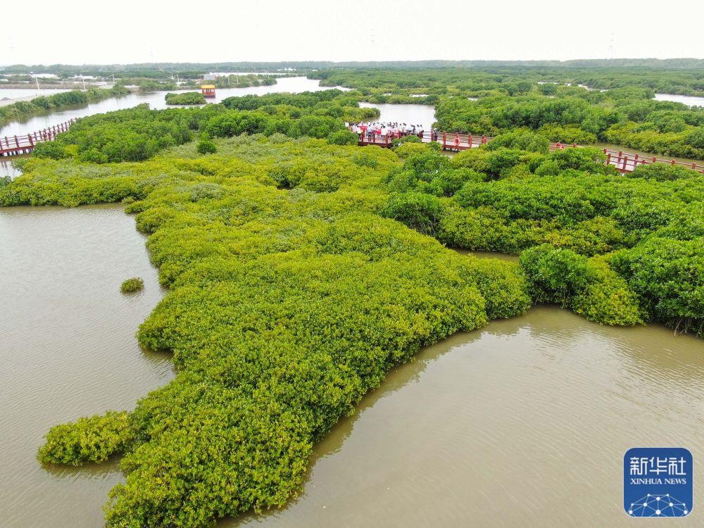 聚焦高质量发展丨广东：向海图强 激发蓝色经济新动能 D5uECexgtAIAUi7Xjpg